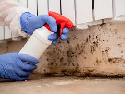 Trusted Fort Davis, TX Mold Remediation Experts